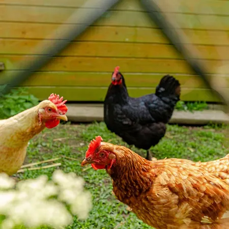 Appartamento Winterruhe Am See, Mit Gemuetlichem Abendfeuer, Purer & Einem Warmen Kachelofen In Omas Luetter Obstbutze Lübstorf