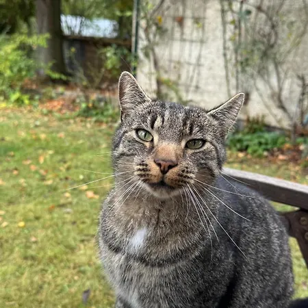 Winterruhe Am See, Mit Gemuetlichem Abendfeuer, Purer & Einem Warmen Kachelofen In Omas Luetter Obstbutze Appartamento Lübstorf