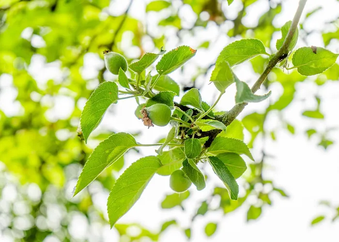 דירה Traeumen Unter Baeumen - Omas Luette Obstbutze Am *