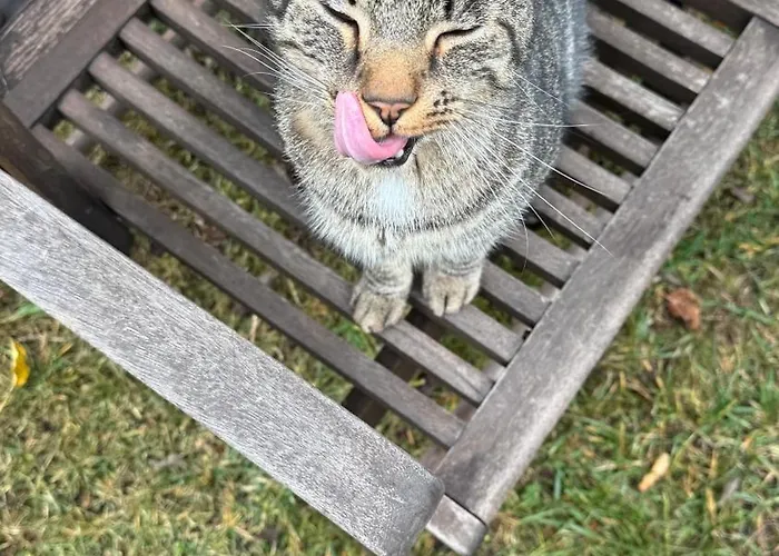 Daire Traeumen Unter Baeumen - Omas Luette Obstbutze Am Lübstorf